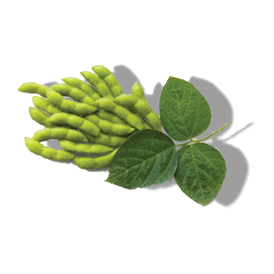 HYDROLYSED SOY PROTEIN HYDROLYSED SOY PROTEIN