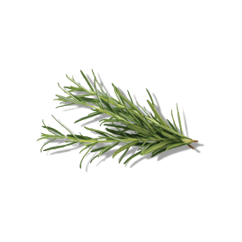 ROSEMARY LEAF EXTRACT ROSEMARY LEAF EXTRACT