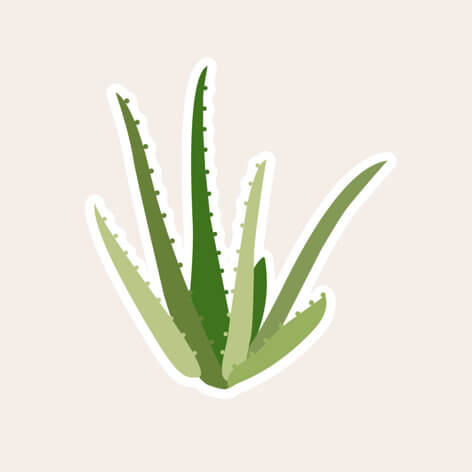 files/Ingredients_Aloe-vera.jpg